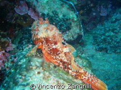 Scorpion fish having a nap by Vincenzo Zangrilli 